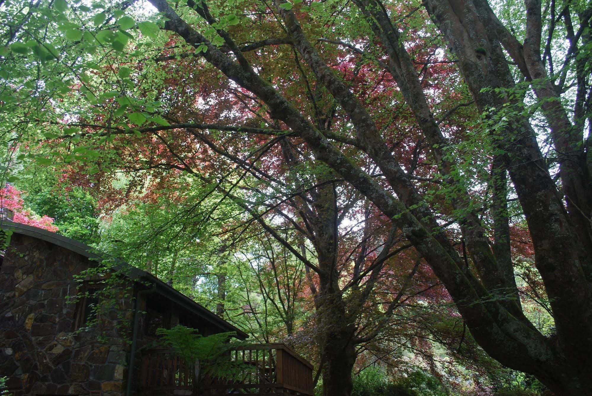 Rocky Creek Art Garden B&B Mount Dandenong Exterior photo